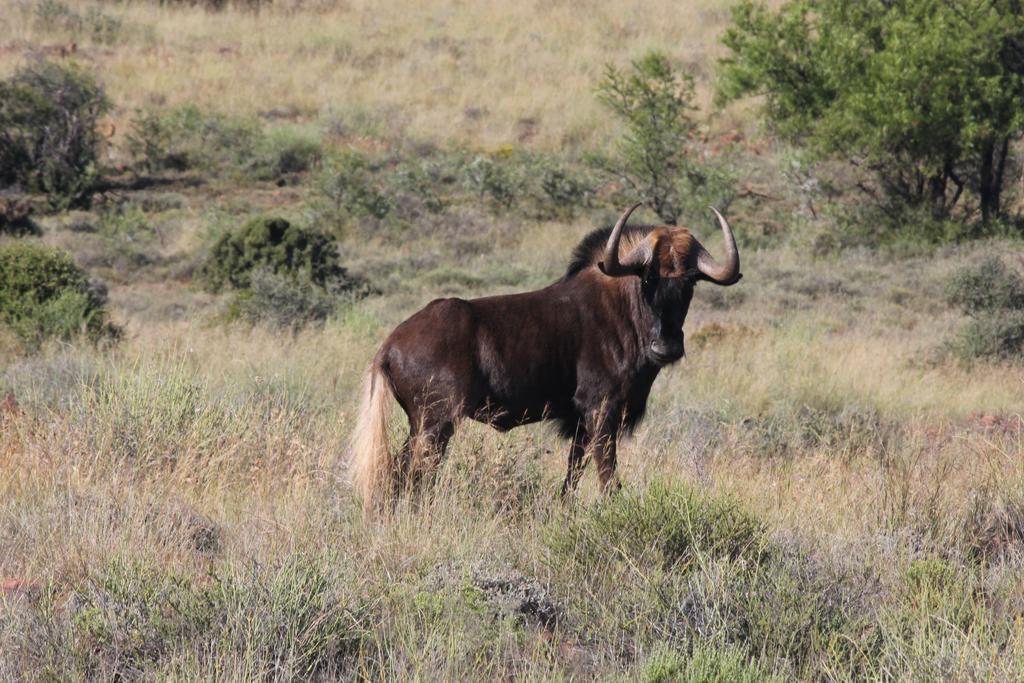 Ko Ka Tsara Bush Camp Villa Бофорт Уест Екстериор снимка